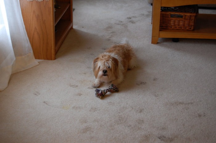 Dog-on-muddy-carpet-e1323071855497